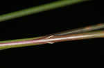 Saltmeadow cordgrass
